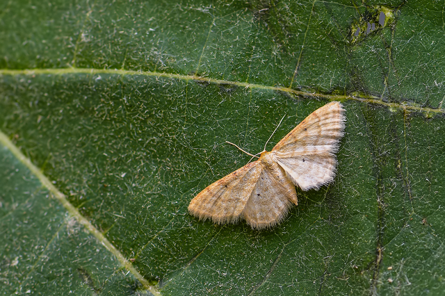 Idaea fuscovenosa - szürkeszélű apróaraszoló