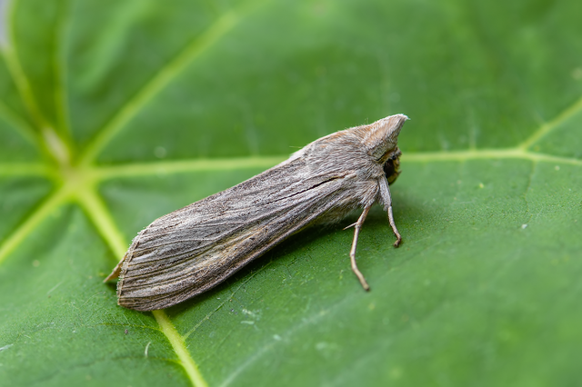 Cucullia umbratica - közönséges csuklyásbagoly