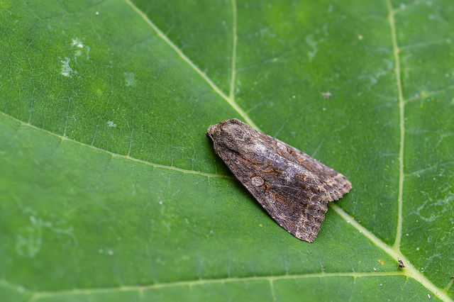 Apterogenum ypsillon - ipszilon-erdeibagoly