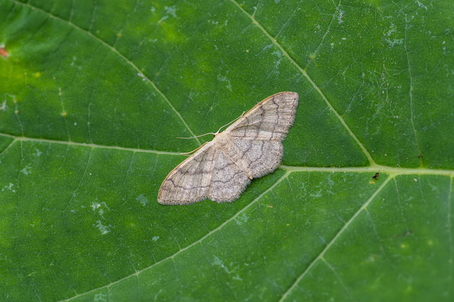 Idaea aversata - nagy sávosaraszoló