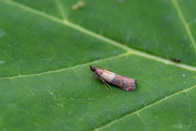 Plodia interpunctella - aszalványmoly