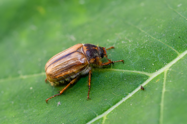 Amphimallon solstitiale - bordás sárgacserebogár