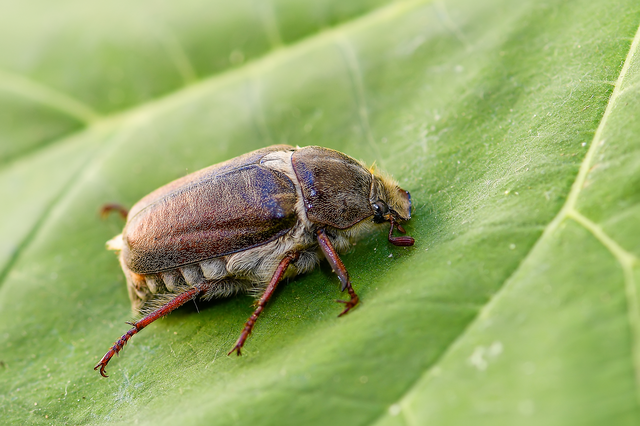 Anoxia pilosa - pusztai cserebogár