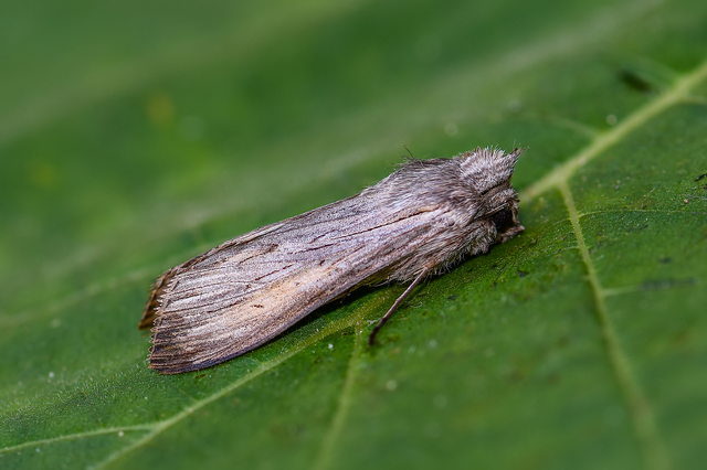Cucullia umbratica - közönséges csuklyásbagoly
