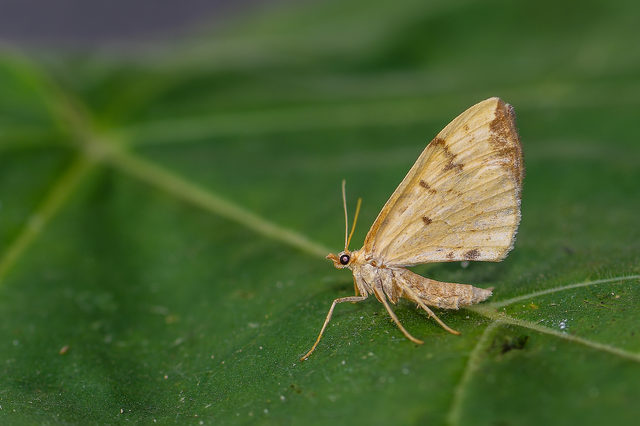 Eulithis pyraliata - sárga galajaraszoló