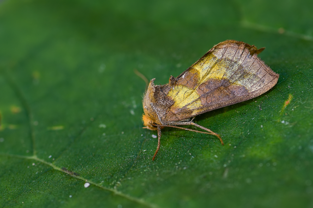 Diachrysia chrysitis - aranybagoly