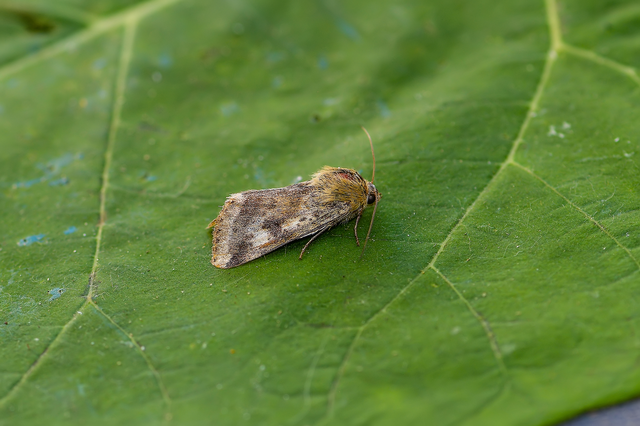 Heliothis adaucta - somkóróbagoly