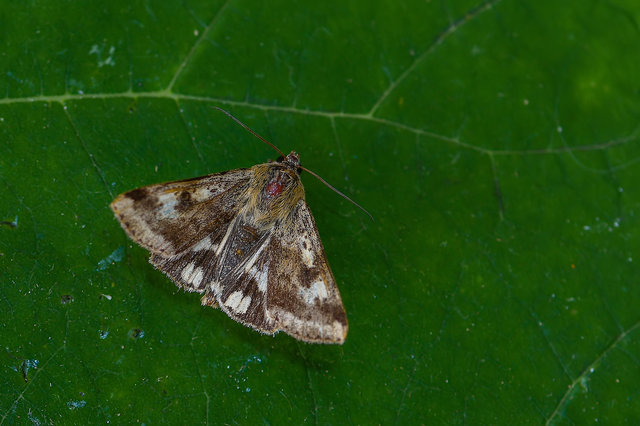 Heliothis adaucta - somkóróbagoly