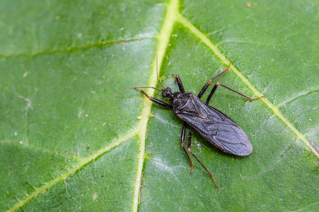 Reduvius personatus - szemetes zugpoloska