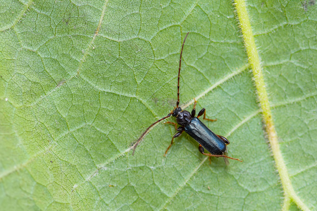Phymatodes testaceus - változékony korongcincér Phymatodes testaceus - változékony korongcincér