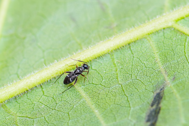 Globiceps sphaegiformis - kétpúpú mezeipoloska