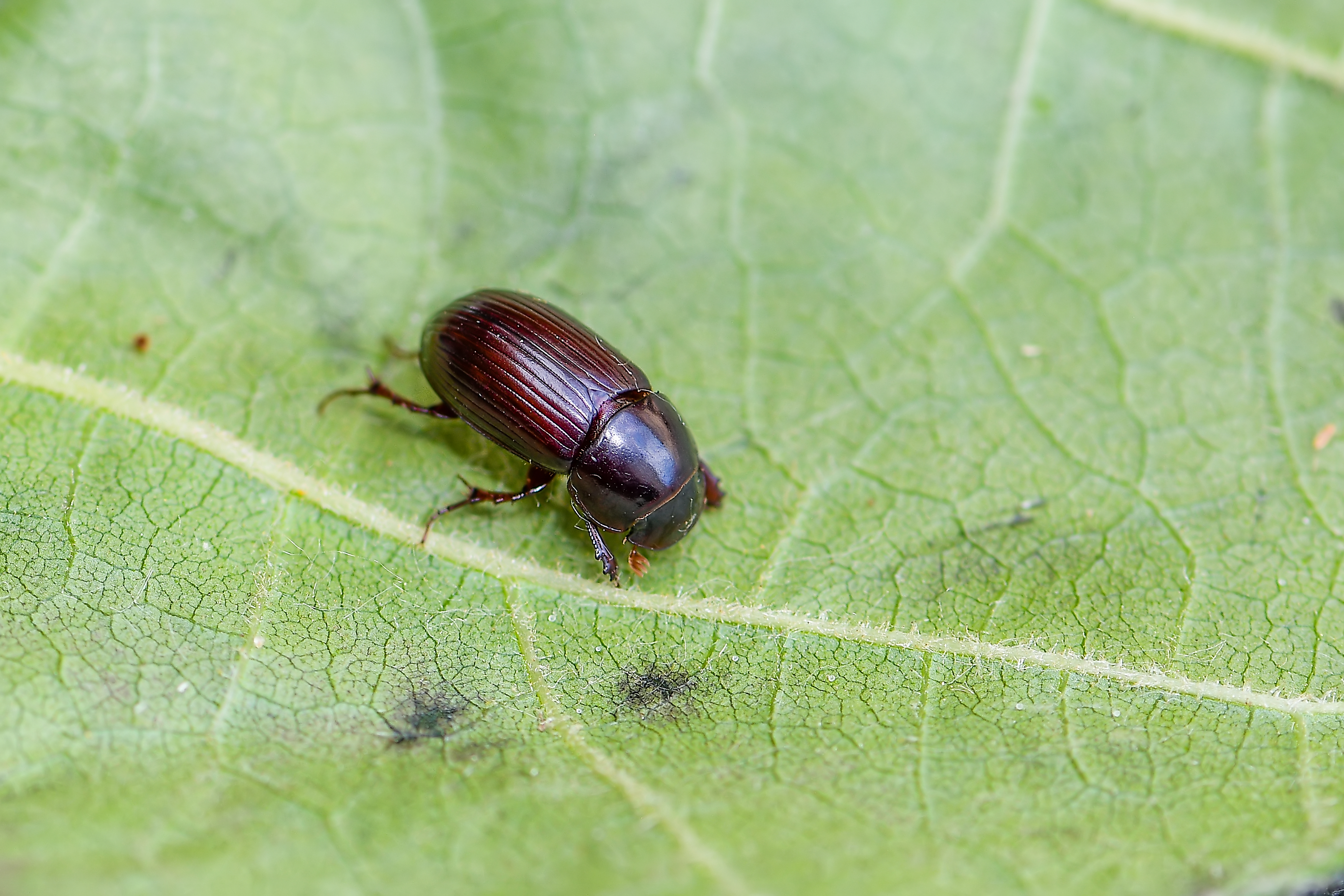 Aphodius rufipes - vörösbarna trágyabogár