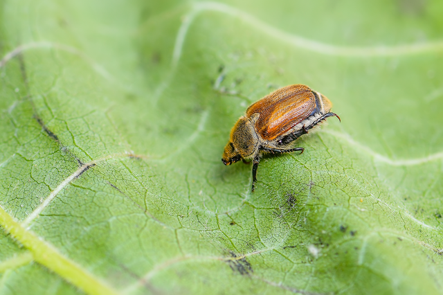 Chaetopteroplia segetum - rozsszipoly