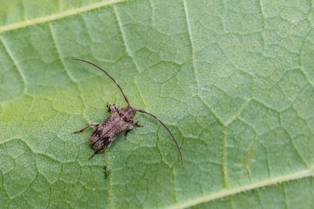 Exocentrus adspersus - tölgyfa-rőzsecincér