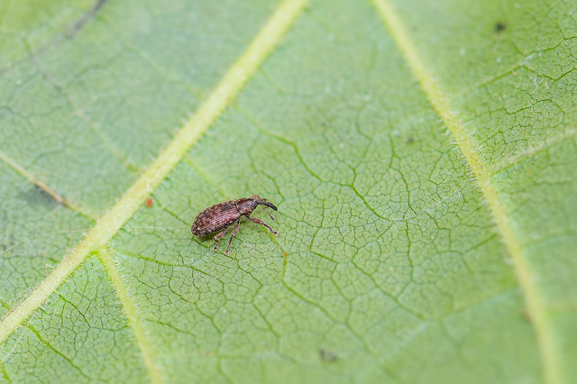 Dorytomus