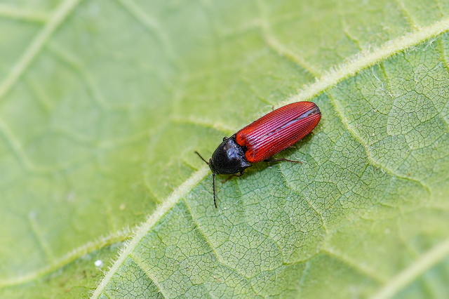 Ampedus