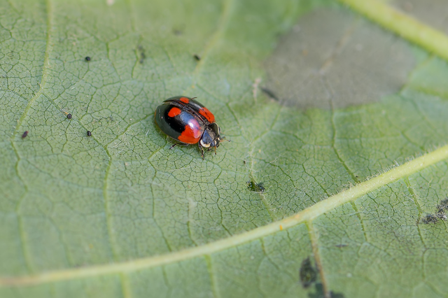 Adalia bipunctata - kétpettyes katica