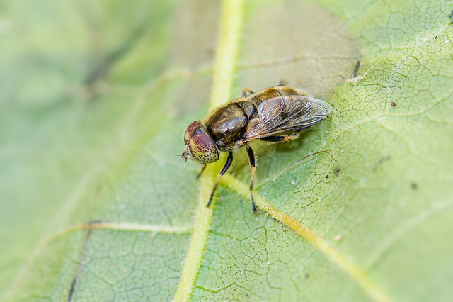 Eristalinus aeneus - bronzos foltosszeműlégy