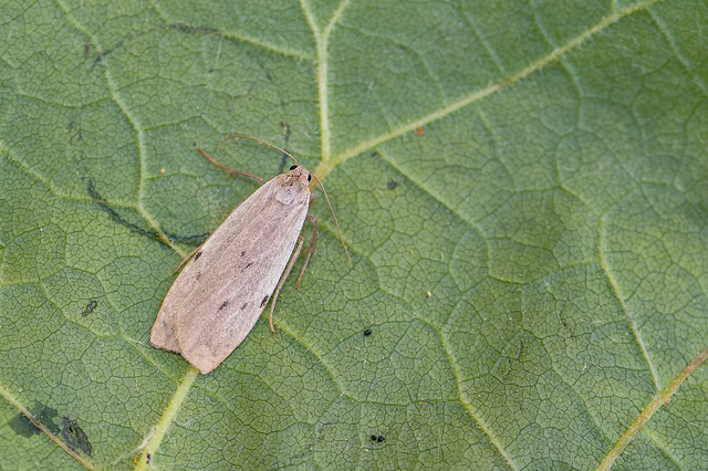 Pelosia muscerda - hamvas zuzmószövő