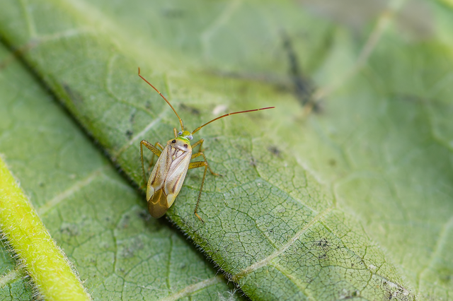 Adelphocoris lineolatus - lucernapoloska