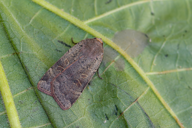 Noctua interposita - köztes sárgafűbagoly