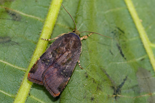 Noctua janthe/janthina