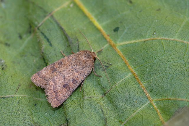 Hoplodrina octogenaria - barna selymesbagoly