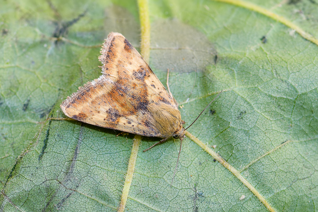 Heliothis adaucta - somkóróbagoly