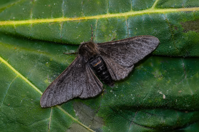 Biston betularia - szürkepettyes araszoló