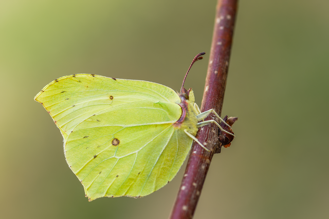 Gonepteryx rhamni - citromlepke
