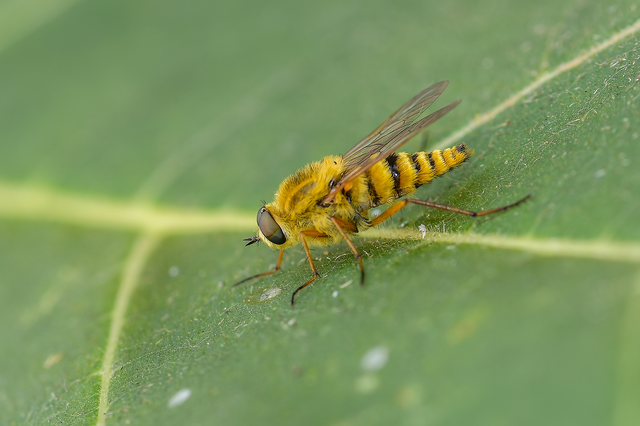 Thereva aurata - aranyos tőröslégy