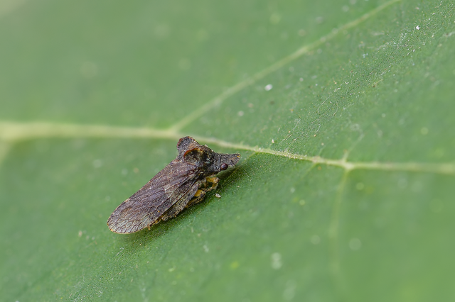 Ledra aurita - füleskabóca