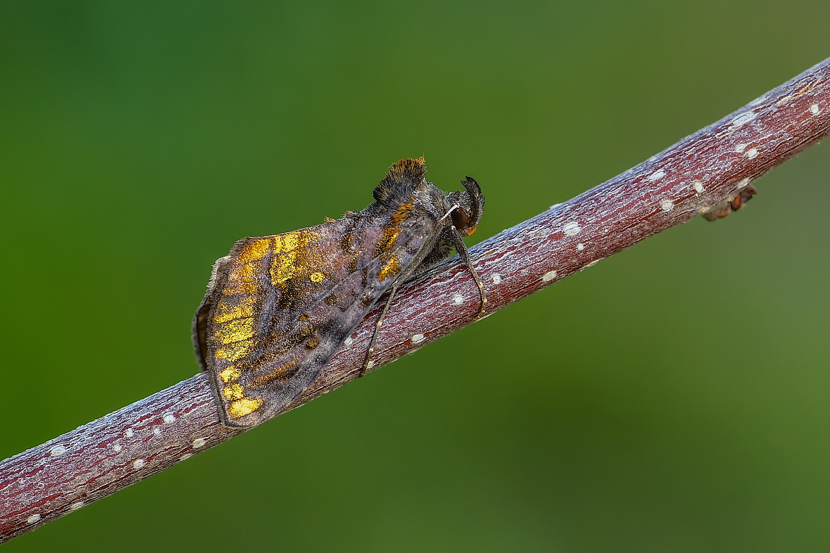 Lamprotes c-aureum - c-betűs aranybagoly