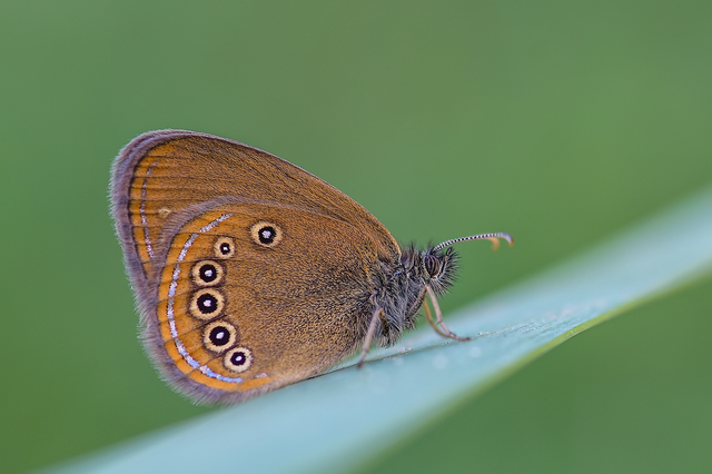Coenonympha oedippus - ezüstsávos szénalepke