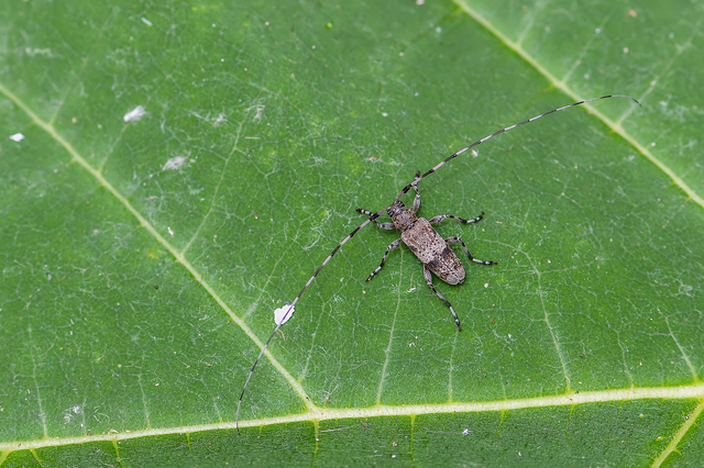 Acanthocinus griseus - szürke daliáscincér