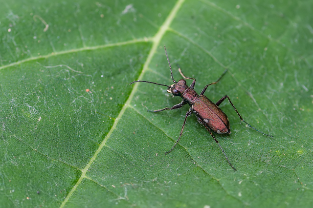 Cylindera germanica - parlagi homokfutrinka