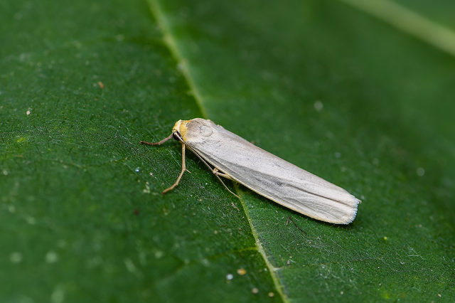 Eilema
