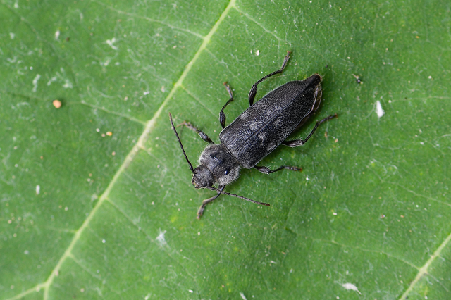 Hylotrupes bajulus - házicincér