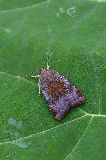 Noctua janthe/janthina