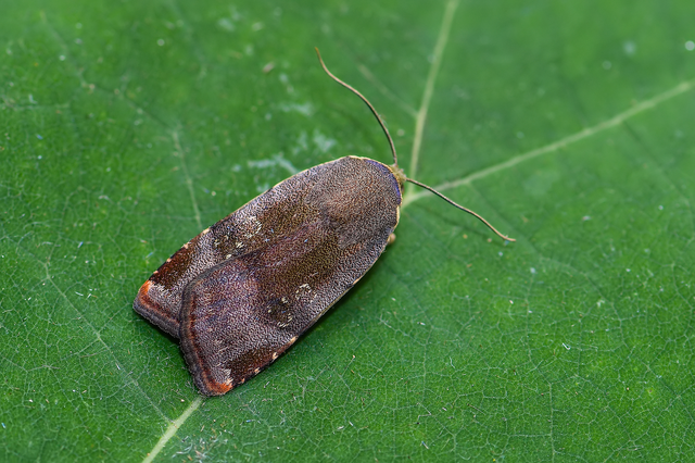 Noctua janthe/janthina