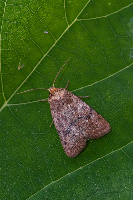 Hoplodrina octogenaria - barna selymesbagoly