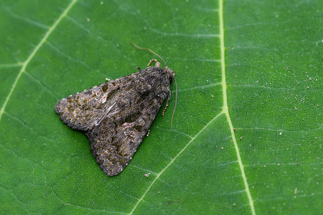 Anophia leucomelas - déli folyófűbagoly