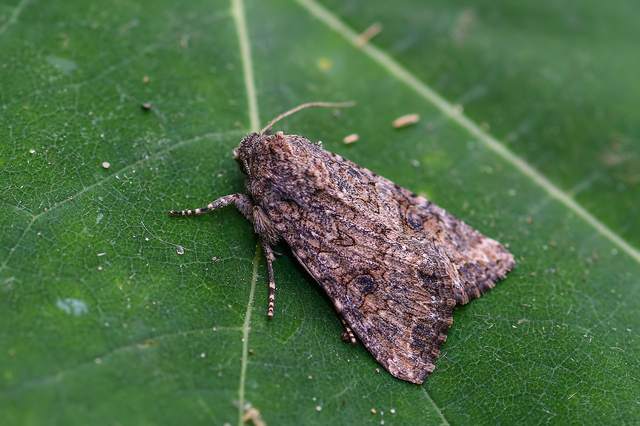 Hadula trifolii - lóherebagoly Hadula trifolii - lóherebagoly