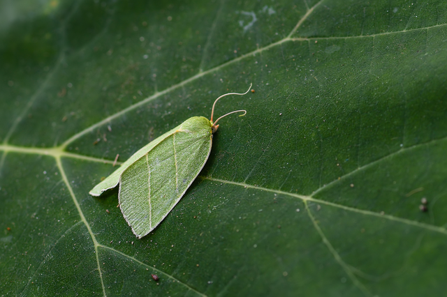 Bena bicolorana - tölgyfa-zöldbagoly