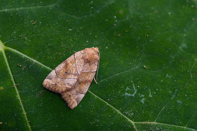 Cosmia trapezina - közönséges lombbagoly