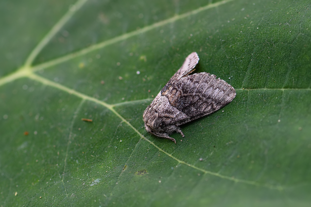 Gluphisia crenata - kormos púposszövő