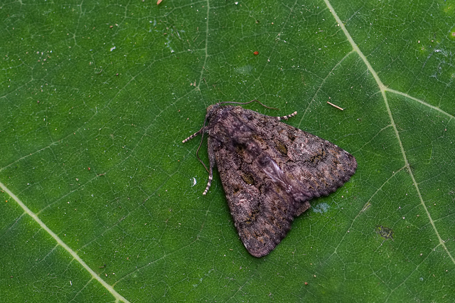 Anophia leucomelas - déli folyófűbagoly