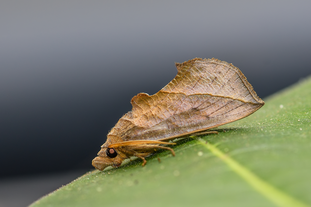 Calyptra thalictri - öblösszárnyú bagoly