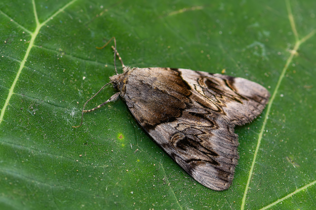 Catocala fulminea - galagonya-övesbagoly
