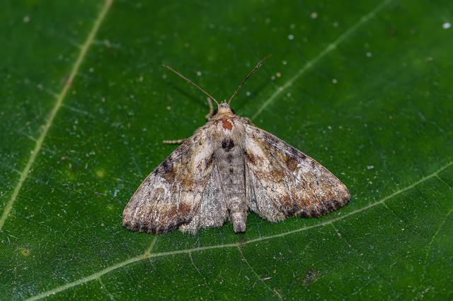 Loscopia scolopacina - csinos dudvabagoly